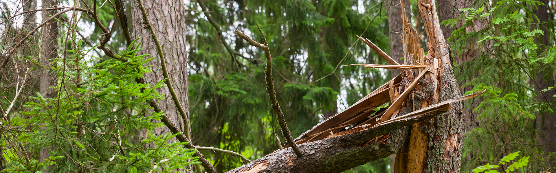 dispens-från-cabotageregler-sveriges-åkeriföretag.png.