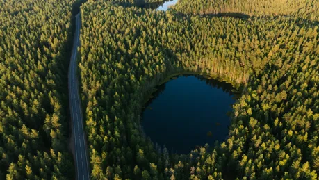 vag-skog.jpg.