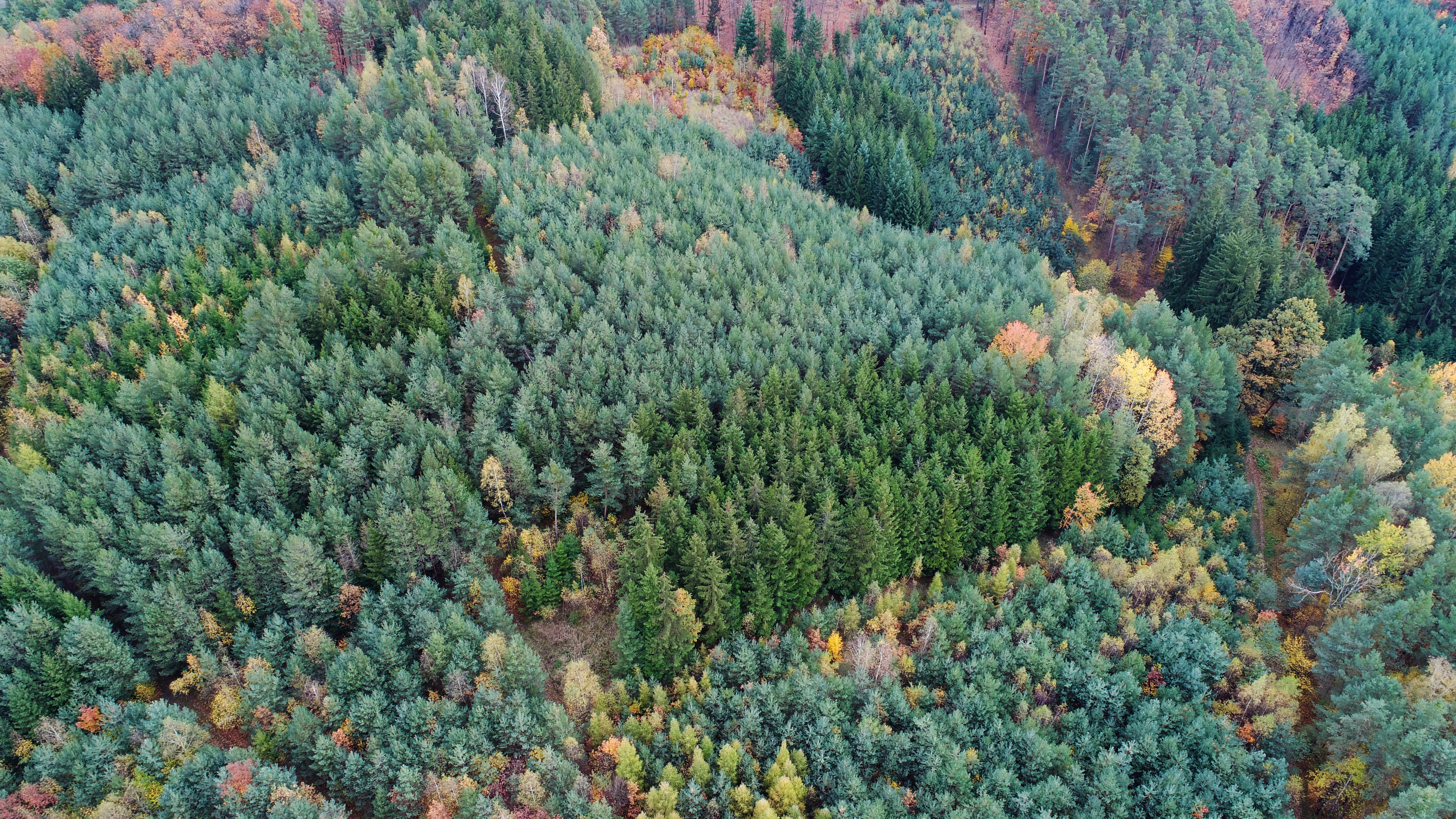 Flygfoto på en skog ovanifrån.